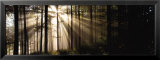 Sunlight Streaming Through Forest