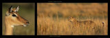 Impala and Leopard