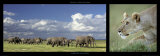 Elephants and Lioness