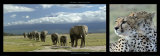 Elephants and Cheetah