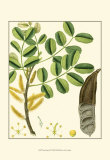 Tropicals VI