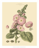 Blushing Pink Florals V