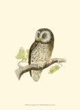 Tengmalm's Owl
