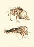 Hermit Crabs I
