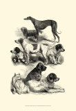 International Show Dogs II  c1863