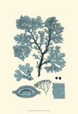 Azure Seaweed I