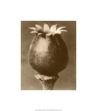 Sepia Botany Study I