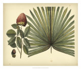 Antique Brazilian Palm