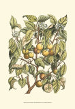 Apricot Tree Branch