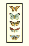 Butterfly Collector VI
