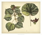 Antique Mangrove Tree