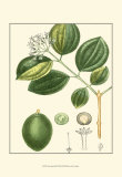 Tropicals III