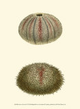 Jewels of the Sea IV