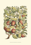 Apple Tree Branch