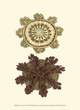 Jewels of the Sea VI