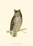 Mottled Owl