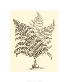 Sepia Munting Foliage VI