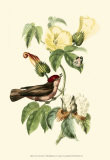 Exotic Birds I