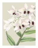 Orchid Blooms II