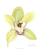 Orchid Beauty II