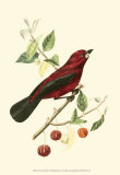 Exotic Birds V