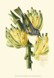 Exotic Birds VII