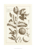 Sepia Exotics I