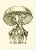 Creatures of the Sea II