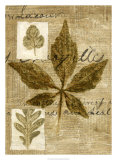 Leaf Collage III