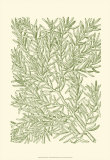 Mossy Branches I