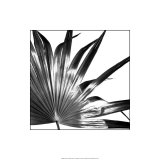 Black and White Palms I