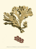 Jewels of the Sea I