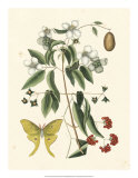 Butterfly and Botanical III