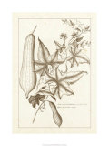 Sepia Exotics IV