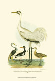 Louisiana Heron