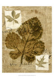 Leaf Collage IV
