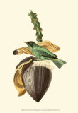 Exotic Birds VIII