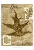 Leaf Collage II