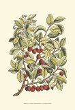 Cherry Tree Branch
