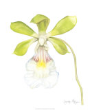 Orchid Beauty I