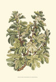Fig Tree Branch