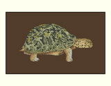 Tortoise Collector III