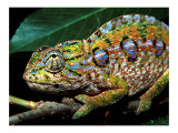 Chameleon  Madagascar