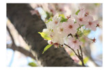 Japanese Cherry Blossom  Sakura I