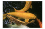 Golden Japanese Koi Fish