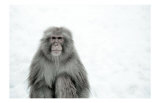 Monkey on Hot Spring Ground