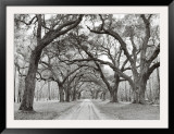 Oak Arches