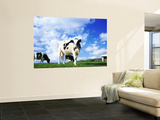 Cows in Field  Lake District  England  United Kingdom