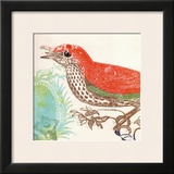 Red Bird