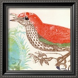 Red Bird